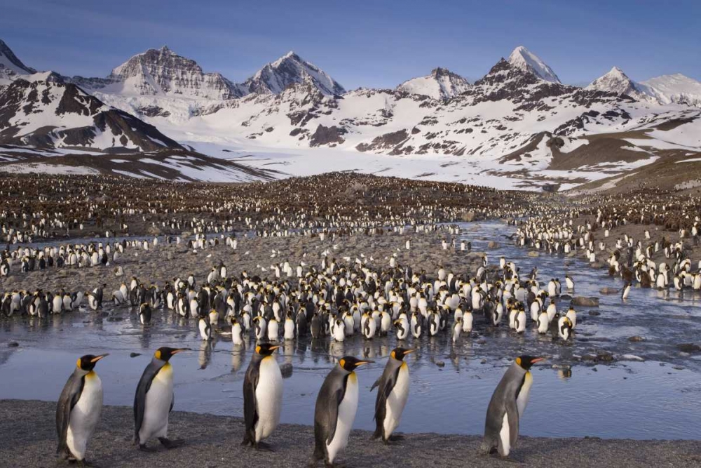 South Georgia Island, King penguin colony